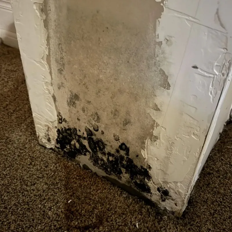 Professional Mold Removal in Red Willow County, NE